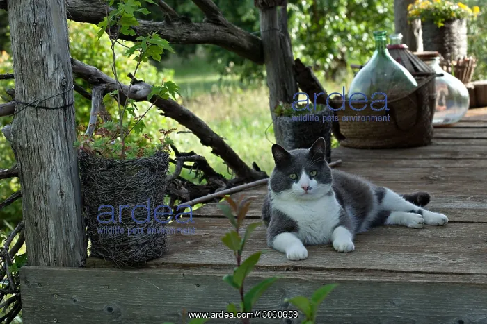  : Cat resting on a garden terrace