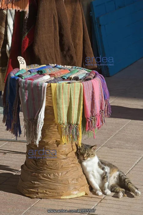 : Cat - resting by market stall selling scarves : Cat - resting by market stall selling scarves