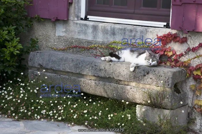 : Cat resting on a stone bench in front of a house : Cat resting on a stone bench in front of a house