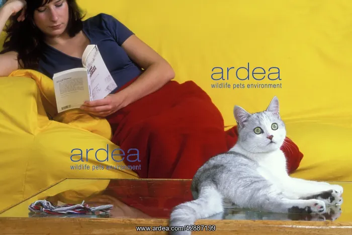 : Cat - resting on table with owner on sofa reading : Cat - resting on table with owner on sofa reading
