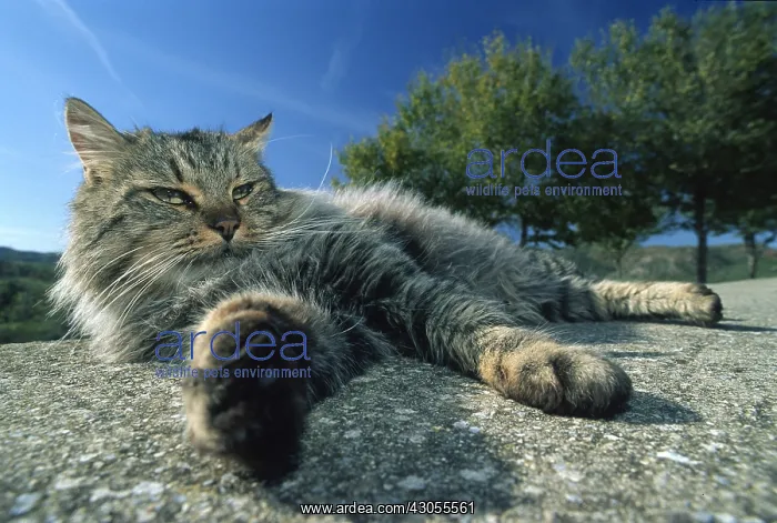 : Cat resting on a wall Alghero Sardinia Italy : Cat resting on a wall Alghero Sardinia Italy