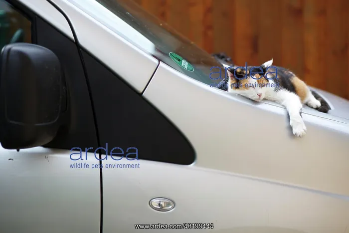 : Cat resting between the windshield and hood of a : Cat resting between the windshield and hood of a