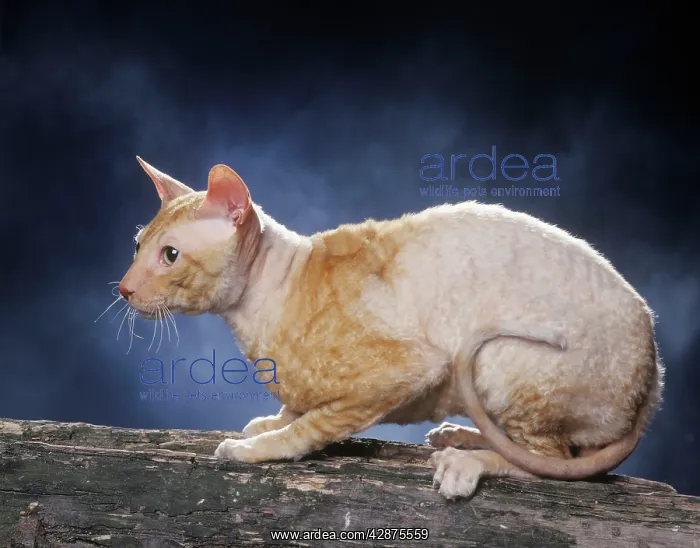 : Cat - Rex cornish - red & white bicolour : Cat - Rex cornish - red & white bicolour