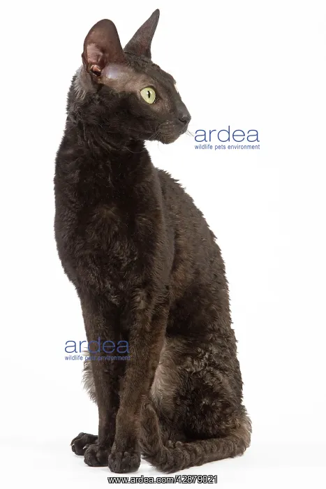  : Cat - Rex Cornish in studio