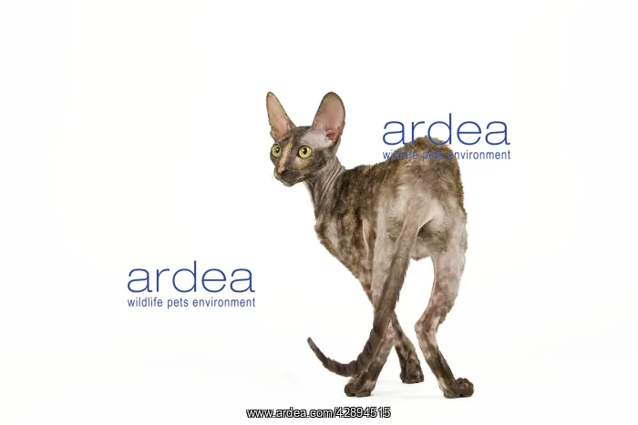  : Cat - Rex Cornish in studio