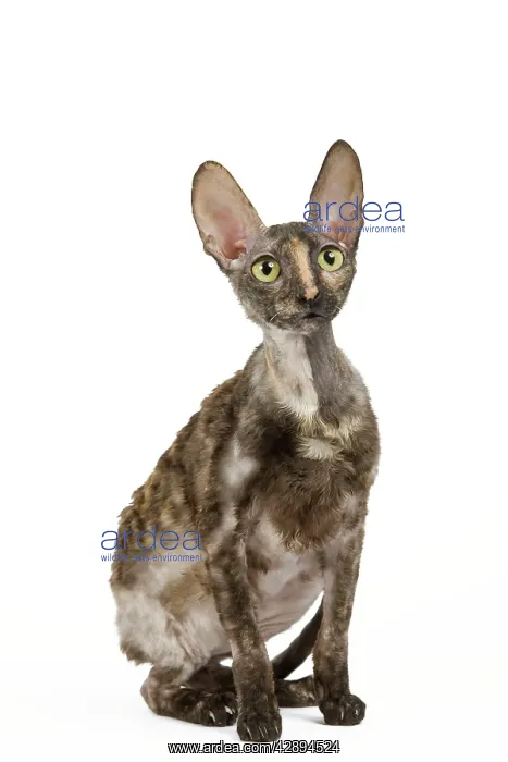  : Cat - Rex Cornish in studio