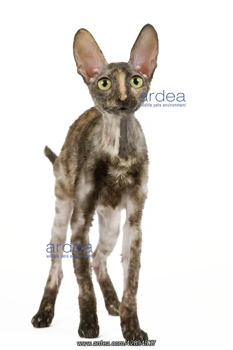  : Cat - Rex Cornish in studio