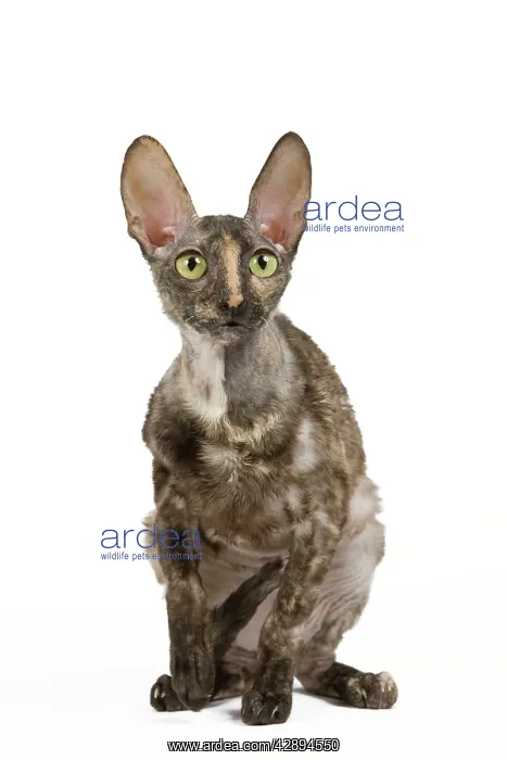  : Cat - Rex Cornish in studio