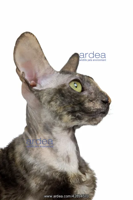  : Cat - Rex Cornish in studio