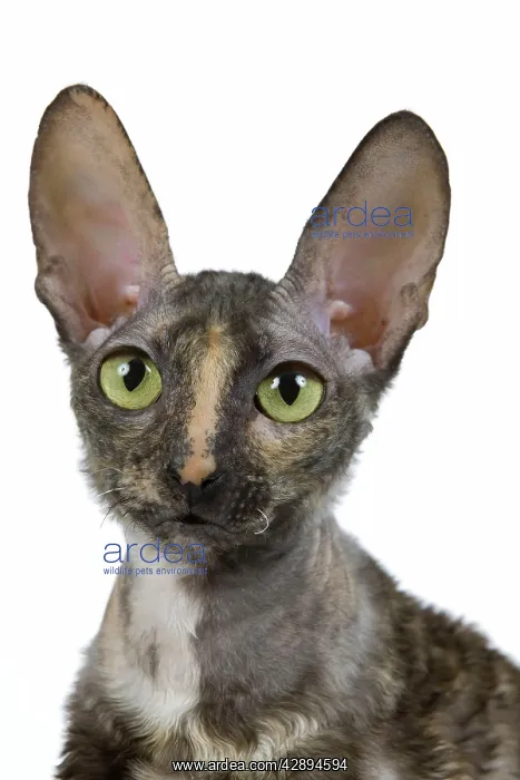  : Cat - Rex Cornish in studio