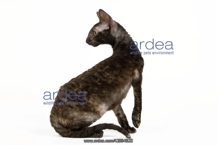  : Cat - Rex Cornish in studio
