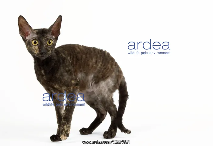  : Cat - Rex Cornish in studio