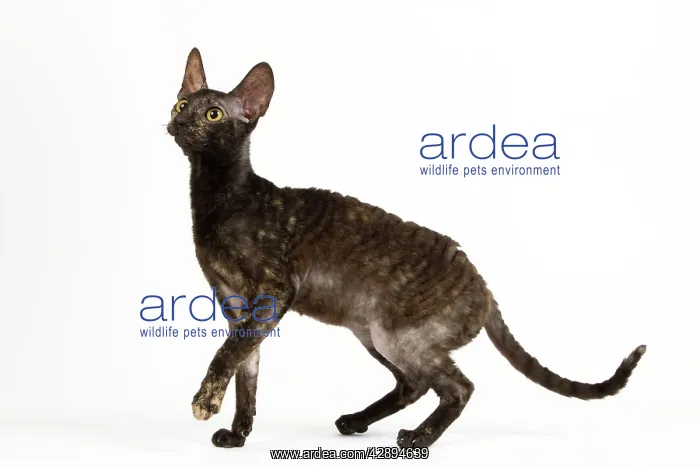  : Cat - Rex Cornish in studio