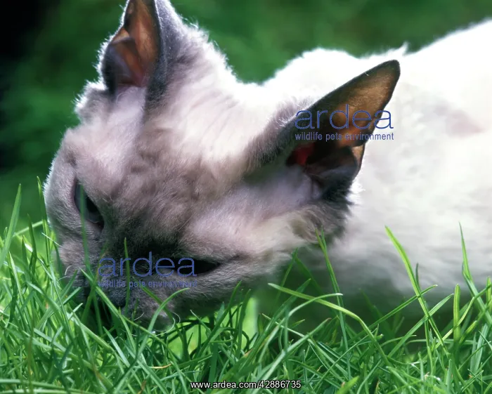  : Cat - Rex Devon eating grass