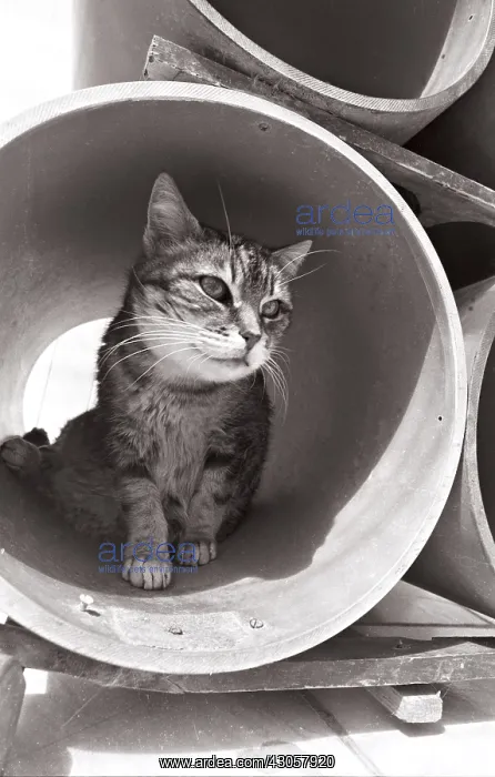 : Cat in rollers Refuge of Beauregard France : Cat in rollers Refuge of Beauregard France