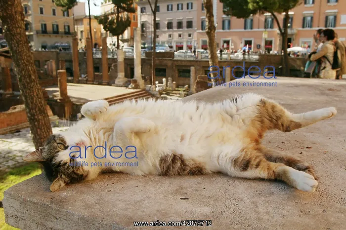 : Cat - rolling on back : Cat - rolling on back