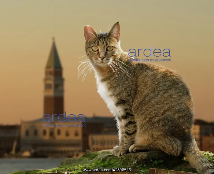  : Cat - in Rome