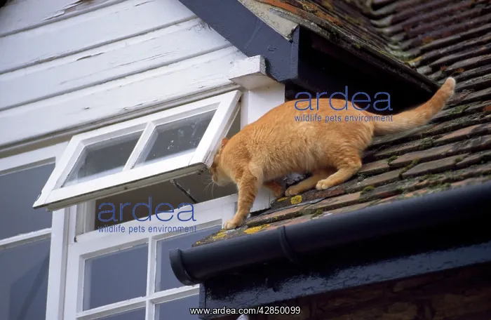  : Cat - on roof