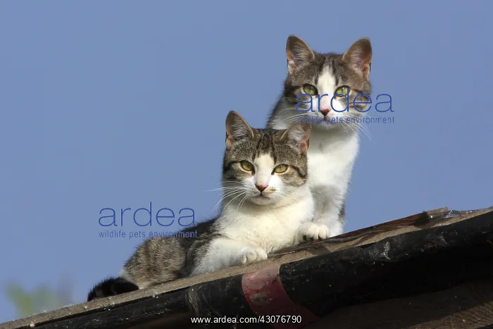 : Cat on a roof Kekini Greece : Cat on a roof Kekini Greece