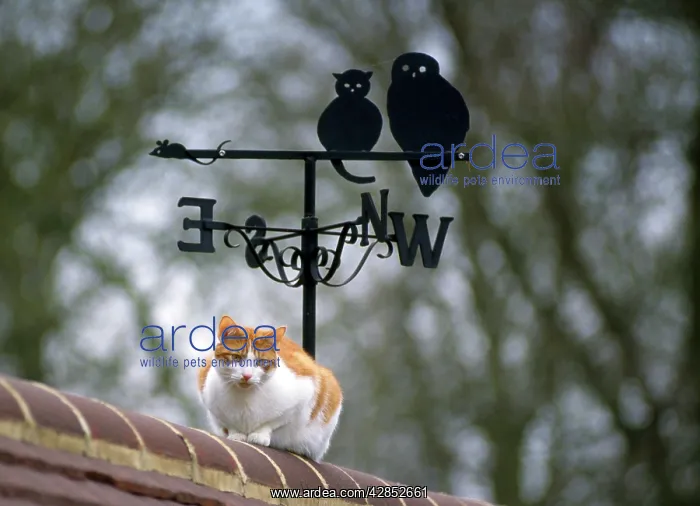  : Cat - on roof with weathervane