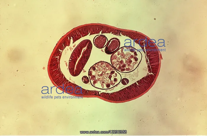 : Cat roundworm - cross section Toxascaris - X 15 : Cat roundworm - cross section Toxascaris - X 15