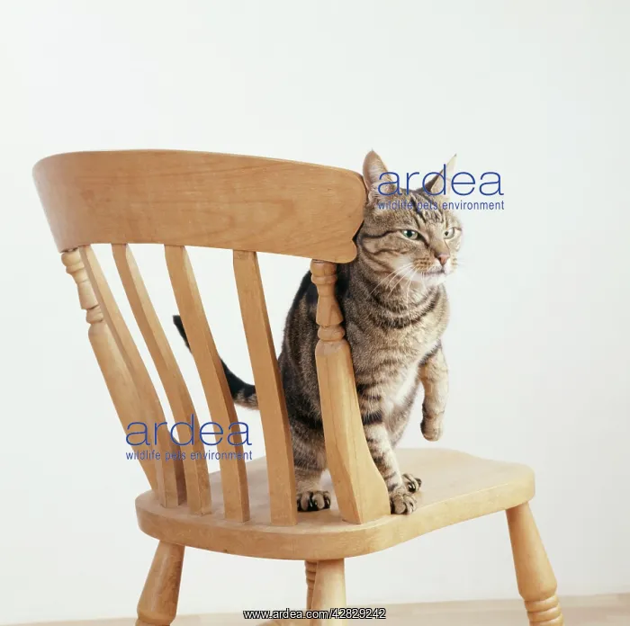  : CAT - rubbing itself against chair - scent marking