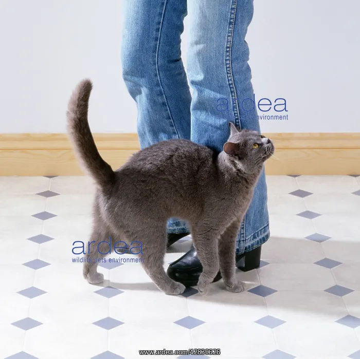 : Cat - rubbing against owner's legs : Cat - rubbing against owner's legs