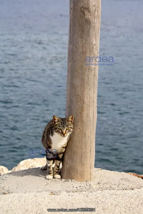 : Cat rubbing against a pole in the sea : Cat rubbing against a pole in the sea