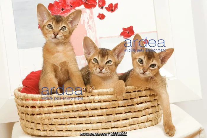 : Cat - three Ruddy Abyssinian cats in basket : Cat - three Ruddy Abyssinian cats in basket