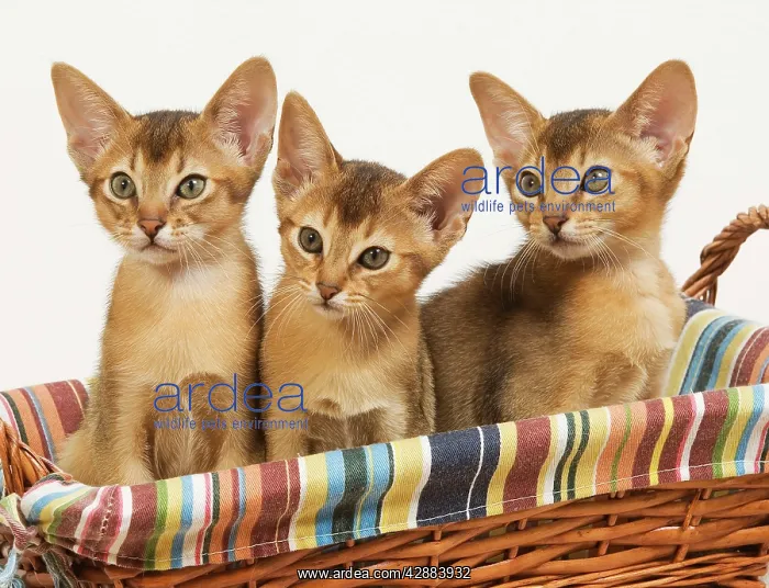 : Cat - three Ruddy Abyssinian cats in basket : Cat - three Ruddy Abyssinian cats in basket