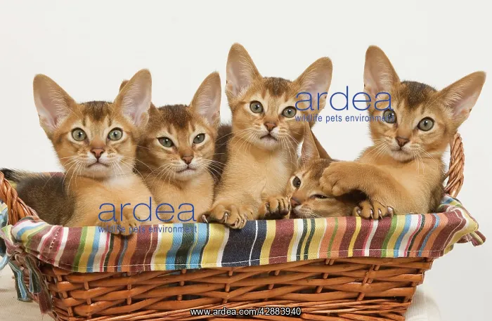 : Cat - five Ruddy Abyssinian cats in basket : Cat - five Ruddy Abyssinian cats in basket