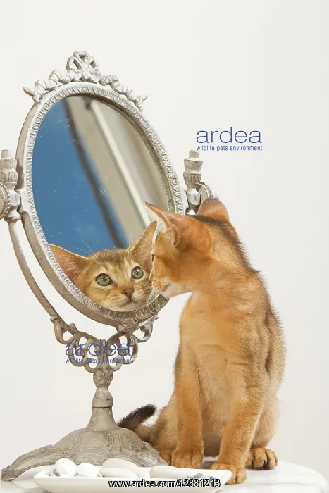 : Cat - Ruddy Abyssinian looking in mirror : Cat - Ruddy Abyssinian looking in mirror