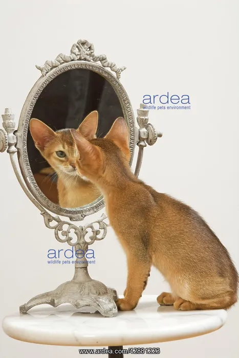 : Cat - Ruddy Abyssinian looking in mirror : Cat - Ruddy Abyssinian looking in mirror