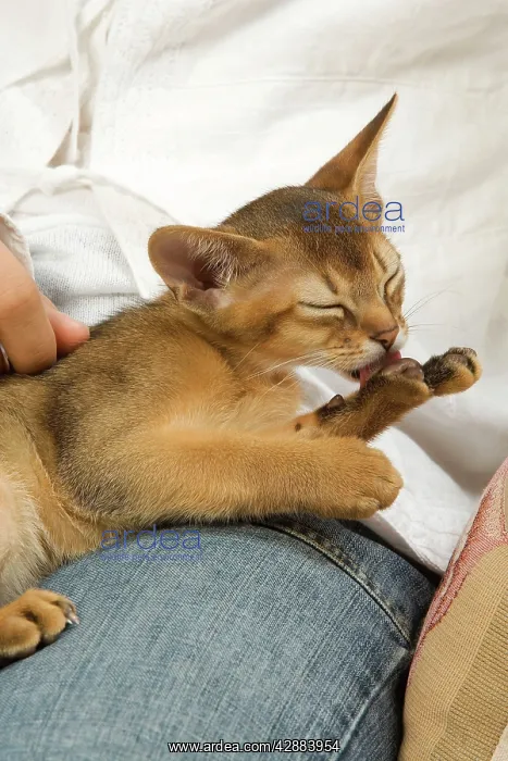 : Cat - Ruddy Abyssinian on owner's lap grooming : Cat - Ruddy Abyssinian on owner's lap grooming