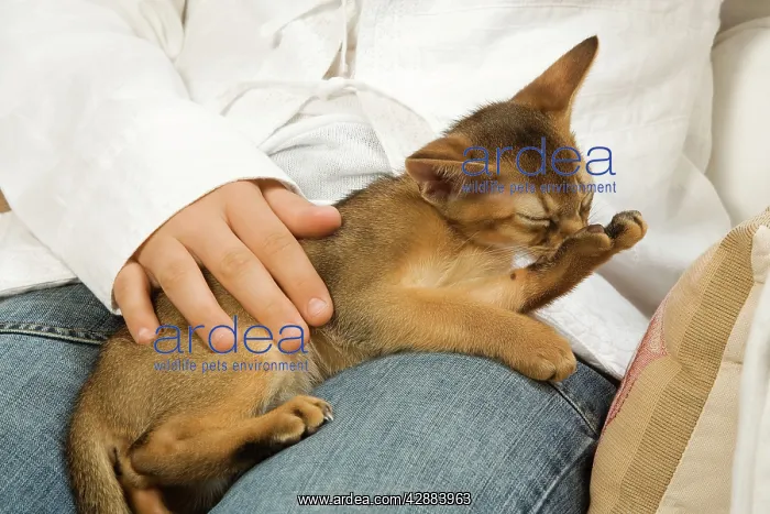 : Cat - Ruddy Abyssinian on owner's lap grooming : Cat - Ruddy Abyssinian on owner's lap grooming