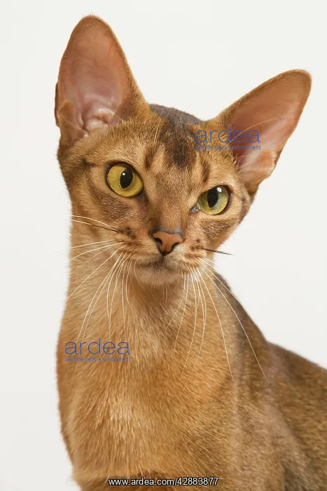  : Cat - Ruddy Abyssinian in studio