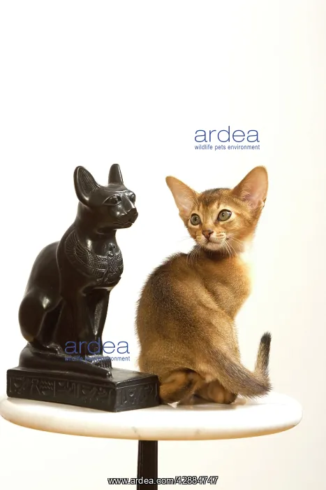 : Cat - Ruddy Abyssinian in studio : Cat - Ruddy Abyssinian in studio