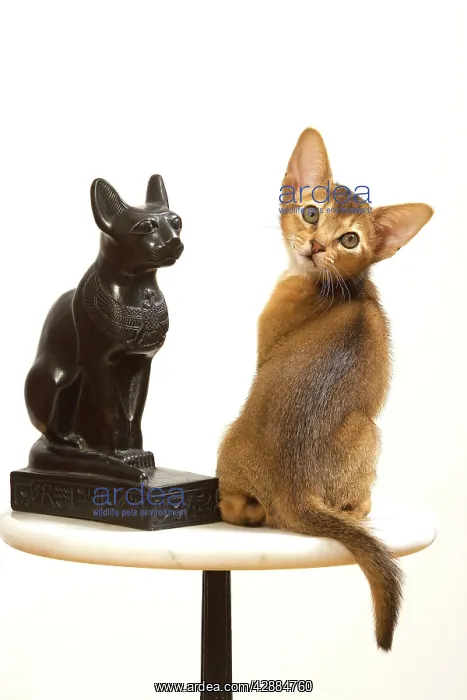 : Cat - Ruddy Abyssinian in studio with statue of cat : Cat - Ruddy Abyssinian in studio with statue of cat