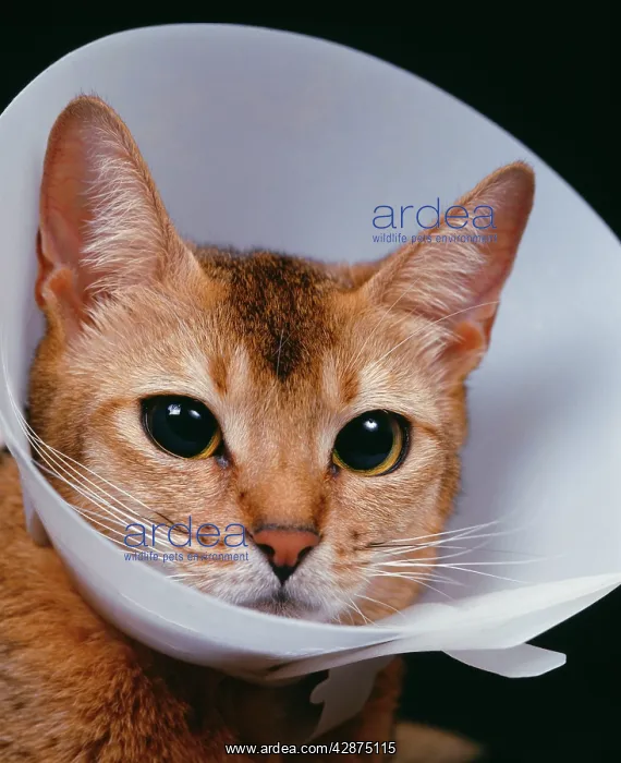 : CAT - Ruddy Abyssinian wearing a wimple : CAT - Ruddy Abyssinian wearing a wimple