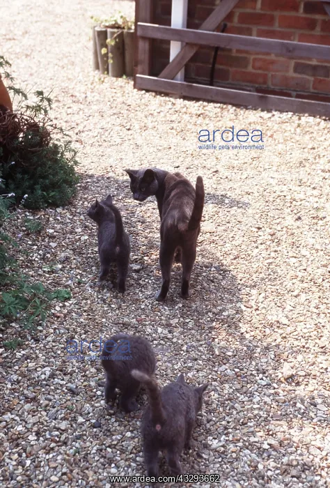 : CAT - RUSSIAN BLUE & 3 KITTENS : CAT - RUSSIAN BLUE & 3 KITTENS