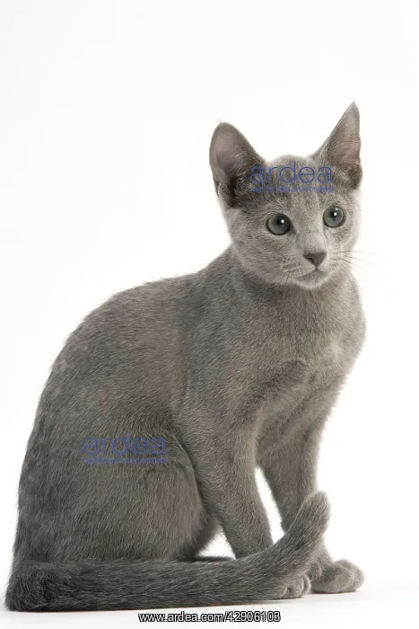  : Cat - Russian Blue