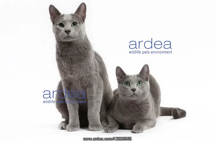  : Cat Russian Blue