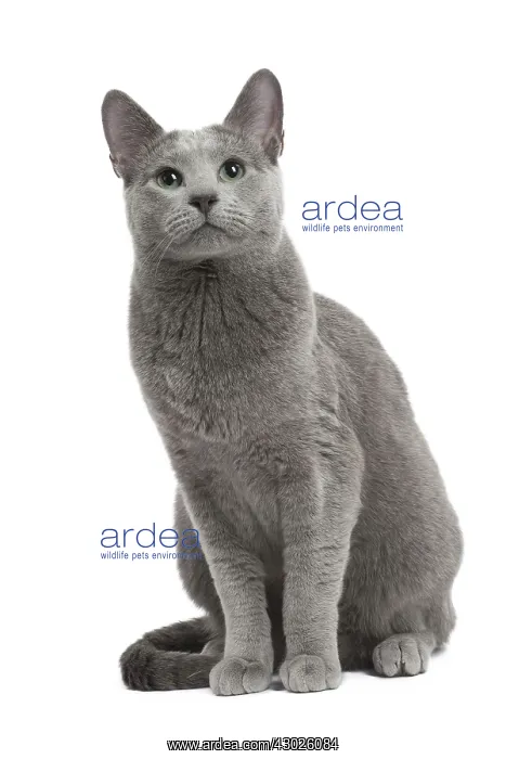  : Cat Russian Blue
