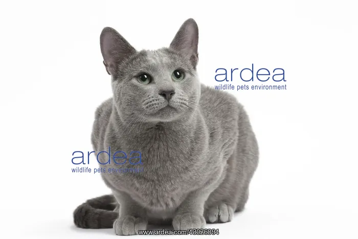  : Cat Russian Blue