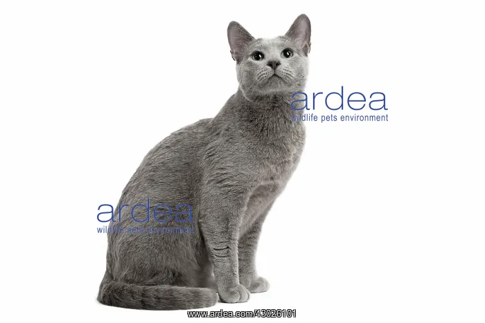  : Cat Russian Blue