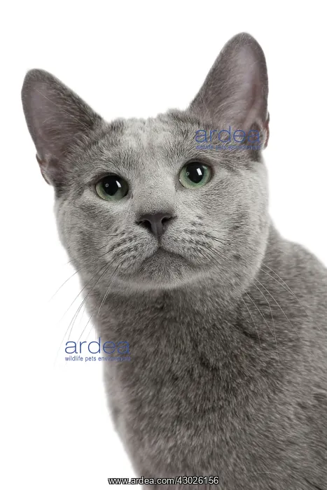  : Cat Russian Blue