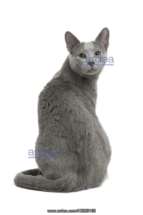  : Cat Russian Blue