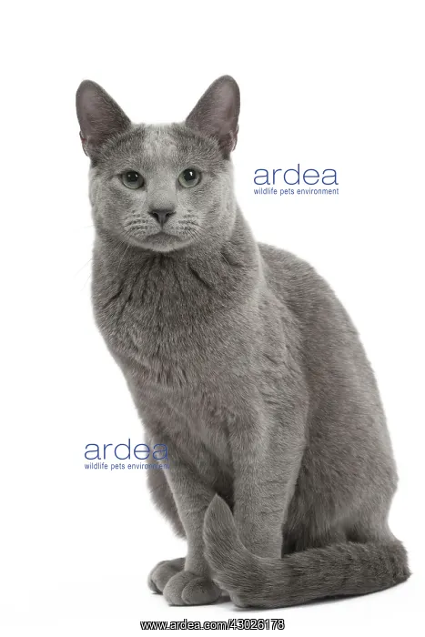  : Cat Russian Blue