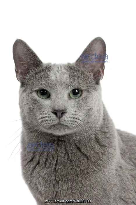  : Cat Russian Blue