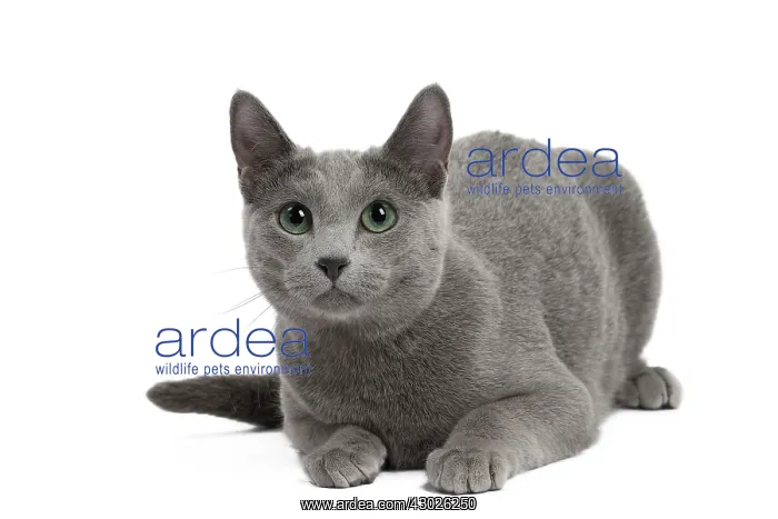  : Cat Russian Blue